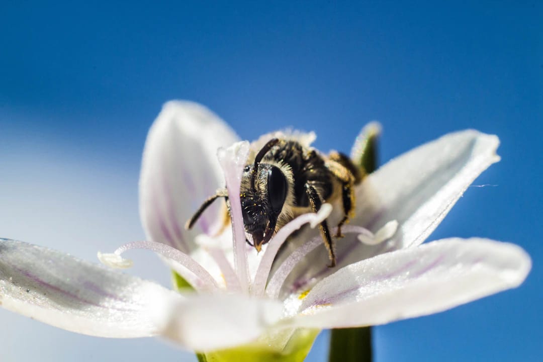 Macrophotography