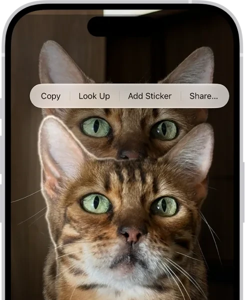 Hintergrund entfernen auf dem iPhone: Katze als Motiv nach langem Drücken umrandet, darüber das Menü Copy, Look Up, Add Sticker und Share