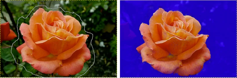 Vordergrundauswahl in GIMP: grob umrandete Rose und dieselbe Rose nach der Auswahl mit blauer Maskenvorschau